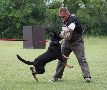 Azog z Glaurung german shepherd grip
